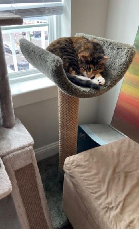 Ginger chillaxing on new cat perch