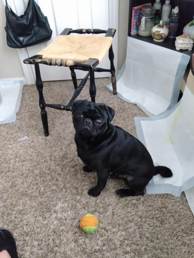 Loves to play ball very active