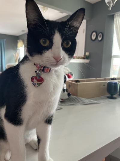 Melody with Ariel tag.