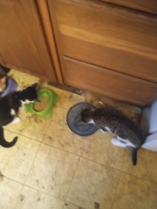 My Cats Eating