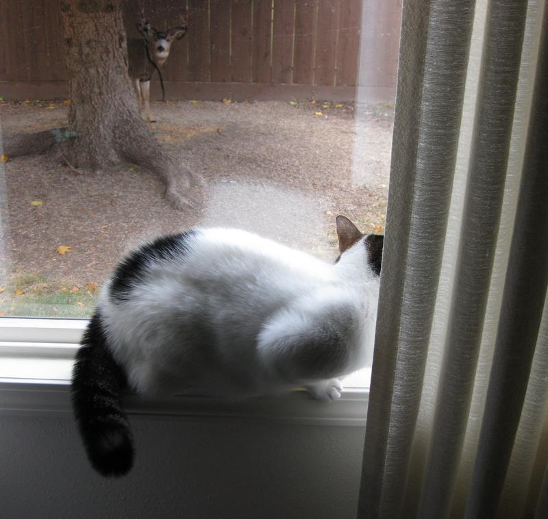 Bottle Brush Tail and Buck