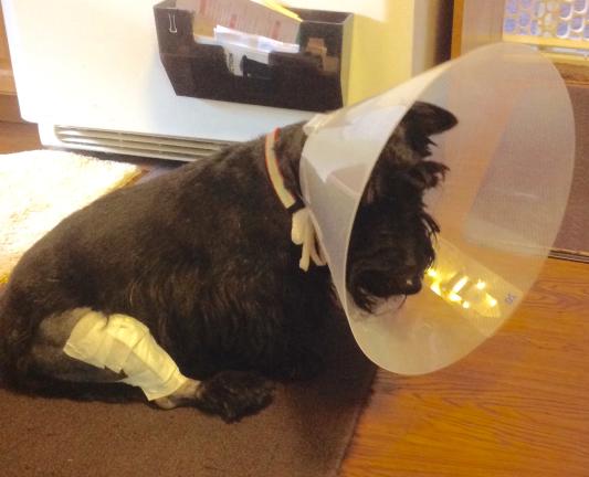 Poor Puppy.......
