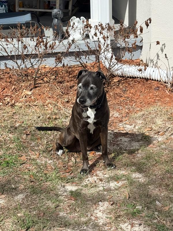 Old farm dog doing her job of watching!