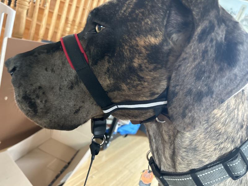 Great sale dane halti