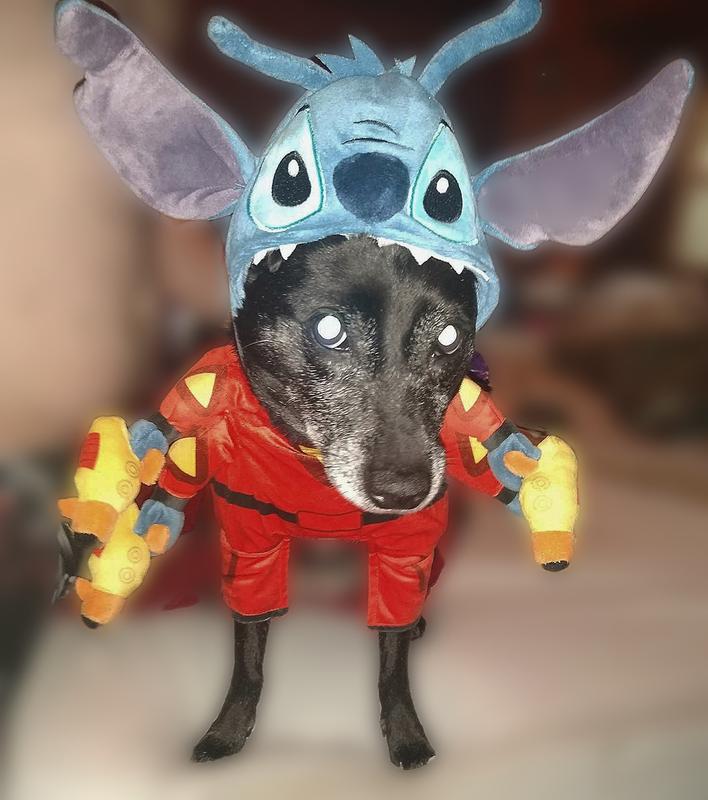 Stitch outfit for clearance cat