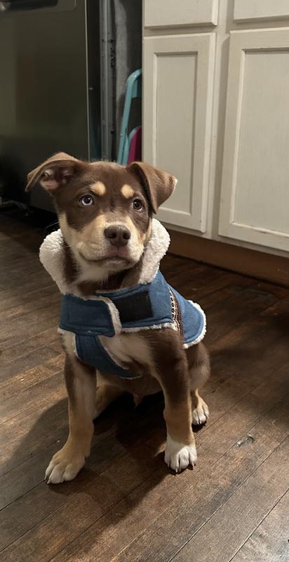 My new puppy coat!