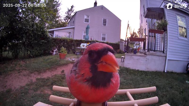 Lovely Cardinal dude