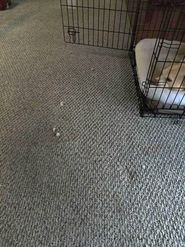 FRISCO Quilted Dog Crate Mat, Ivory, 54in