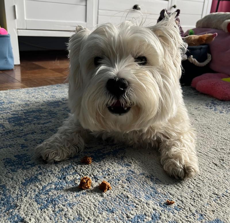 Happy Westie-Girl!