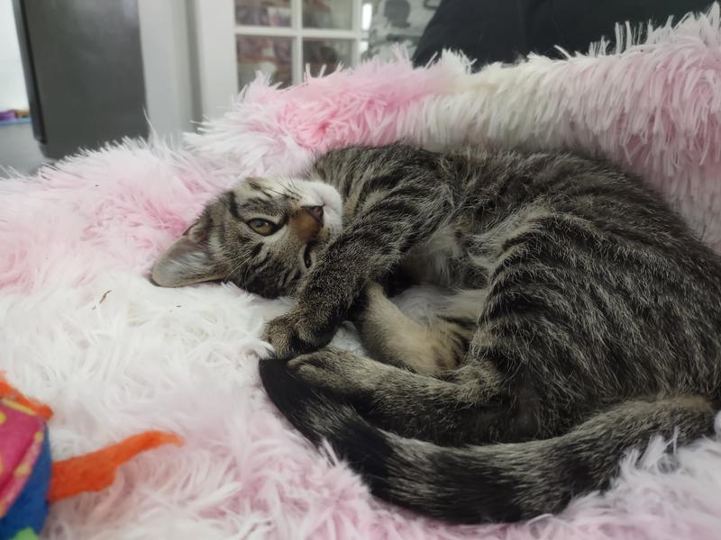 Where we usually find the collar