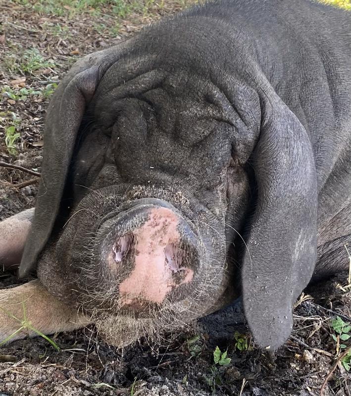 Mushu loves these treats!