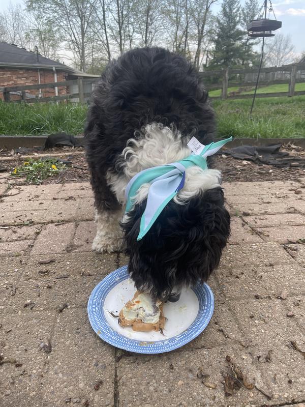 Happy birthday Cinco !!!