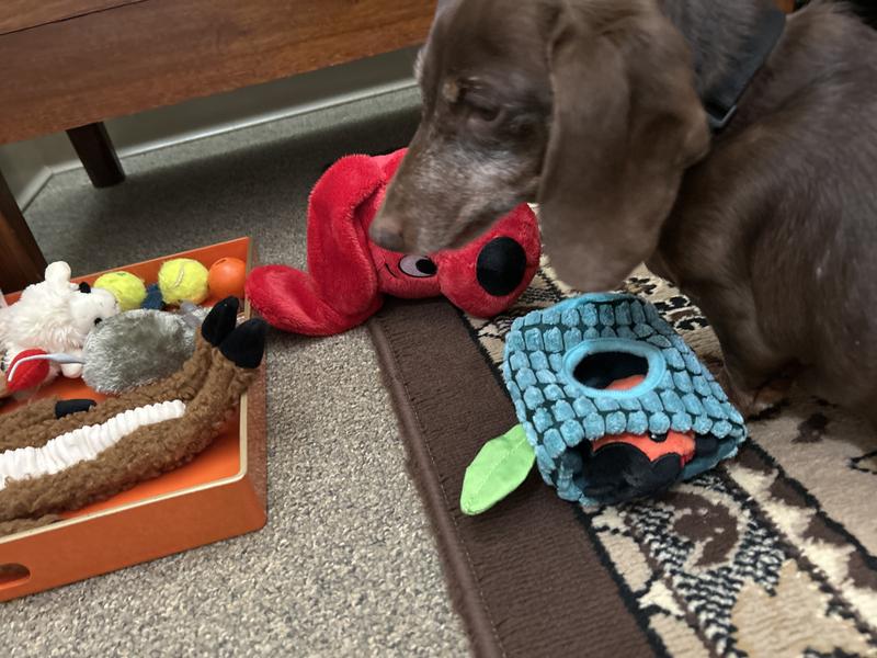 Fun for my tiny dachshund! Even without food involved!