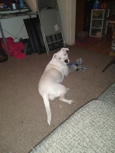 My now 1 yr old puppy, Sassy!!