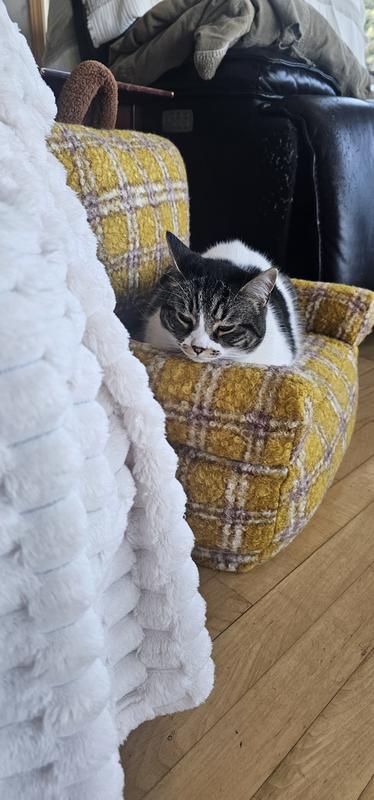 Chibby loves her chair