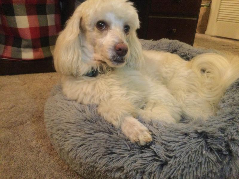 FRISCO Eyelash Cat & Dog Bolster Bed, Large, Silver