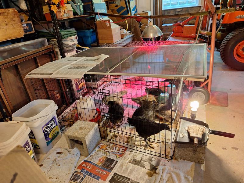 Happy chick kids in playpen.