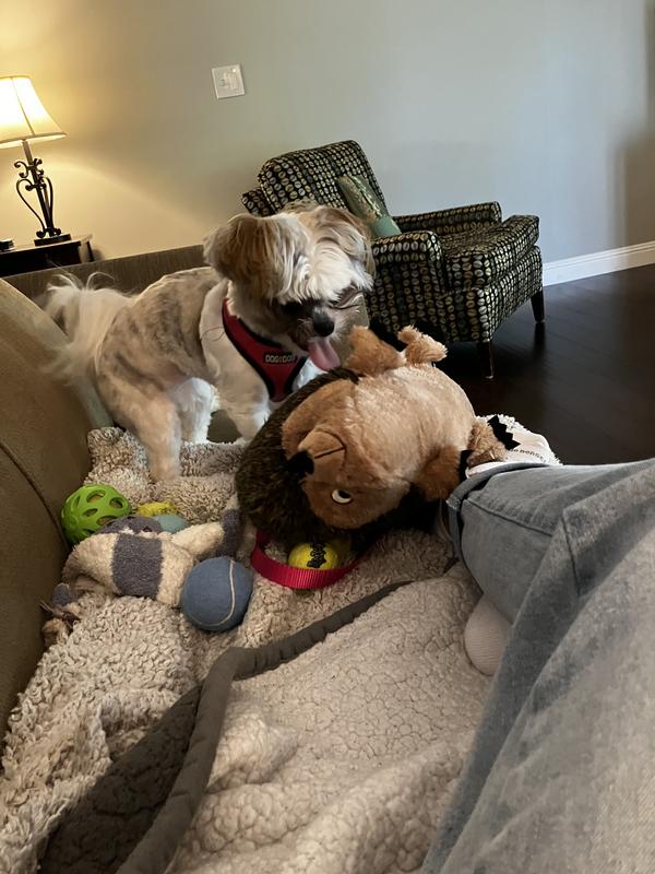 P and the Hedgehog