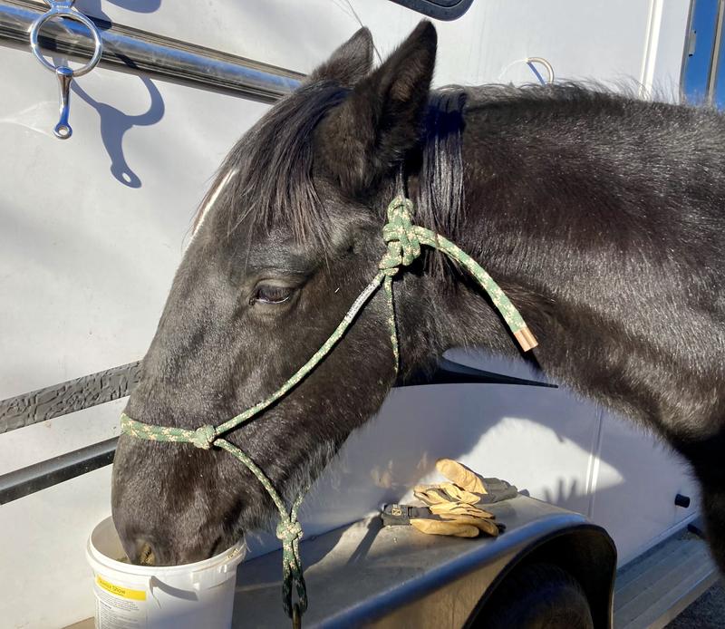 He puts his nose to the bucket, but no go.