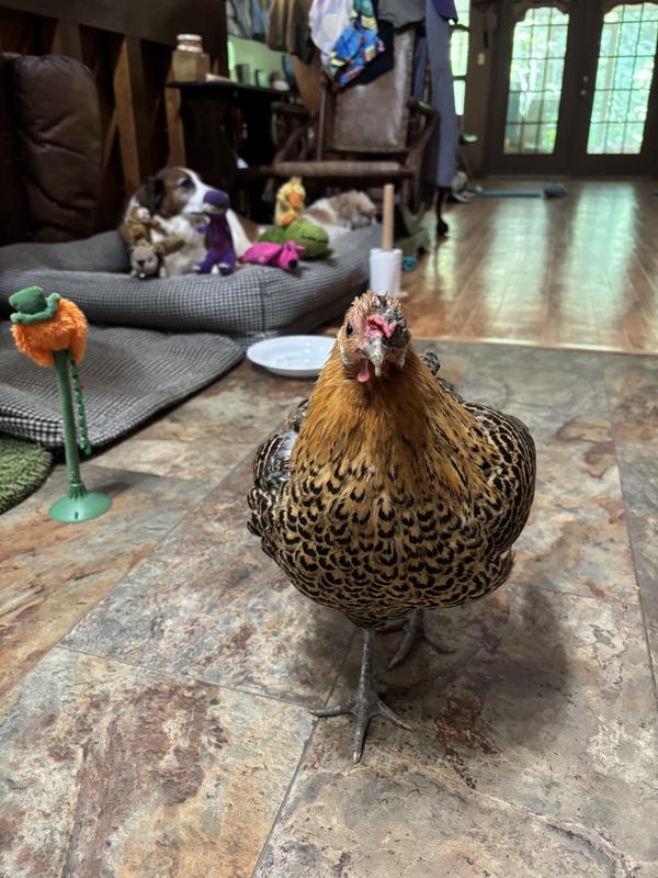 Throw a few live mealworms into my delicious new food, thanks!