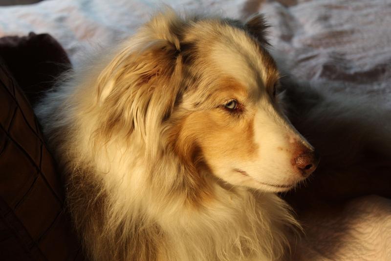 Sarah, our 12 year old pup!