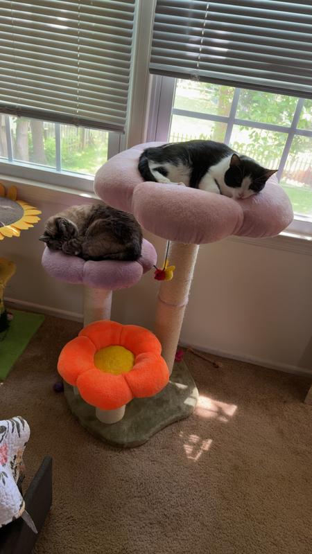 Napping