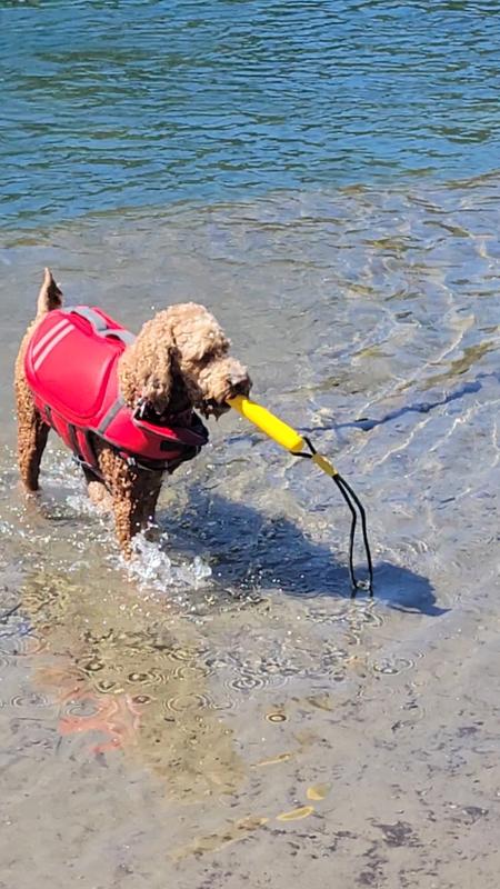 Playing fetch in the Spokane river.