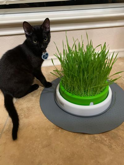 CATIT Senses 2.0 Cat Grass Planter - Chewy.com