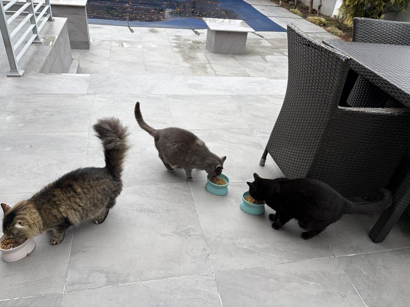 I prepare and then I introduce to them. As you can see they love!