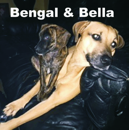 Bengal at 4 munts and Bella at 2 years