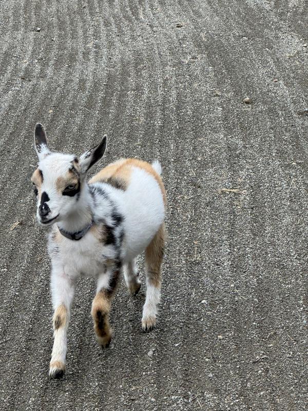 Cutie goat with collar
