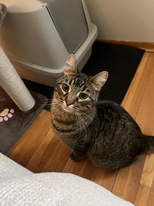 My cat, Romeo!