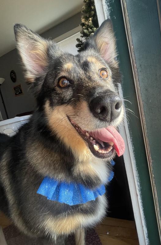 I can’t wait for my whimzees