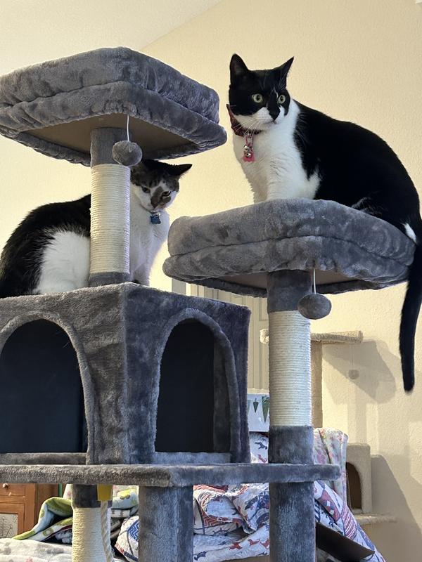 FRISCO 64in Cat Tree with Hammock, Condo, 2 Top Perches with Bed, Gray