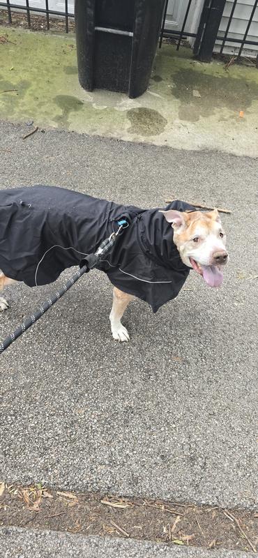 Roquesito loves his new raincoat ❤️