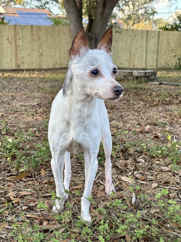 15.5 year old (coated) American Hairless Terrier