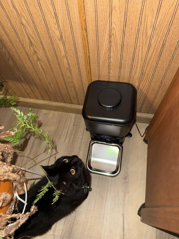 Dex waiting for his supper.