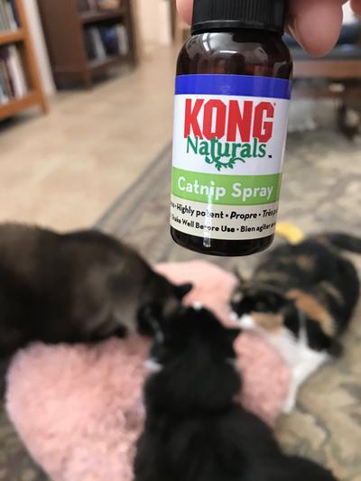 KONG Naturals Catnip Spray Chewy