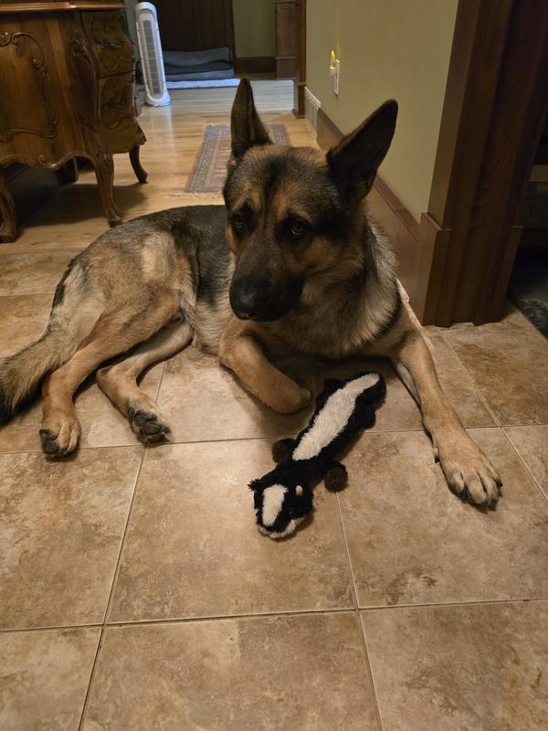 Virgils little skunk buddy ,