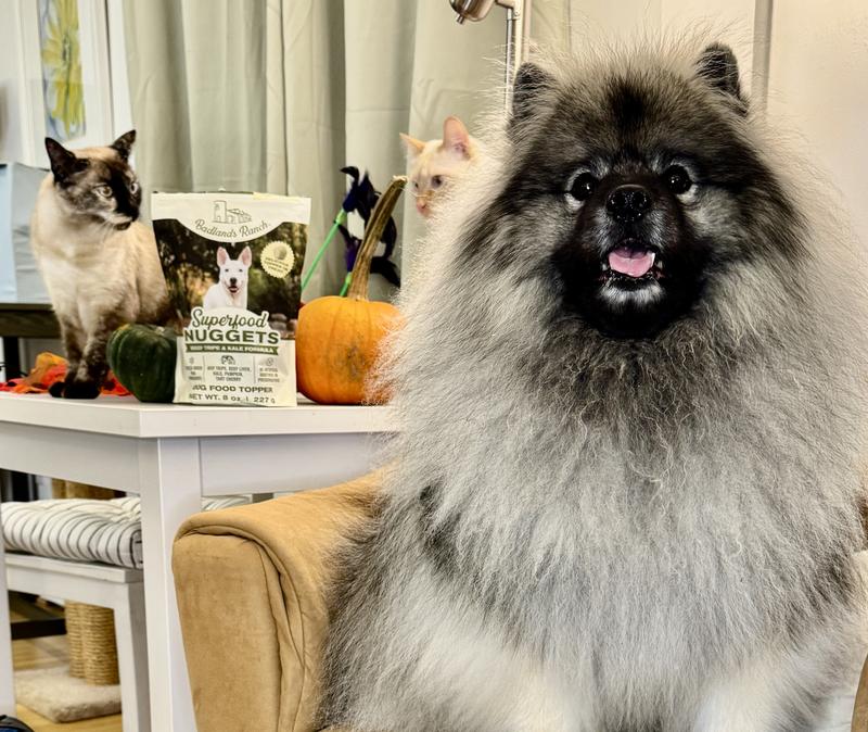 Minnie and Yogi Bear share their joy after eating a nugget or two.