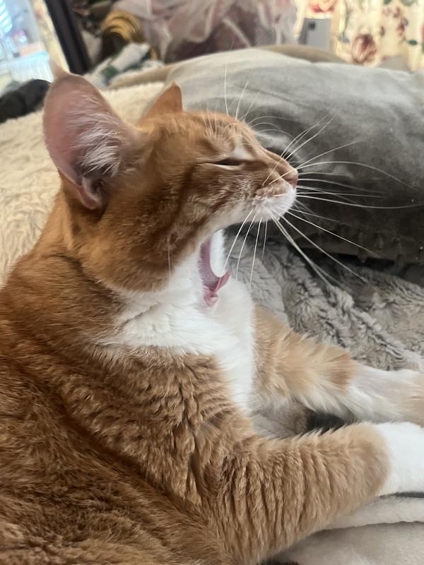 Big yawn!