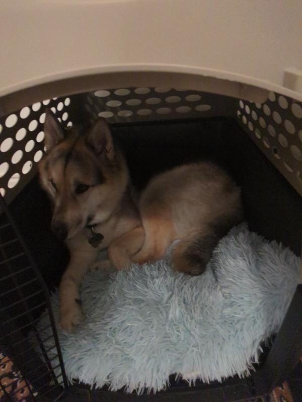 Happy dog on fluffy bed.