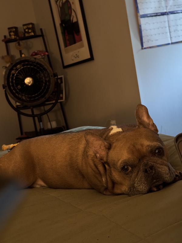 Laying in bed after having the supplement with dinner!