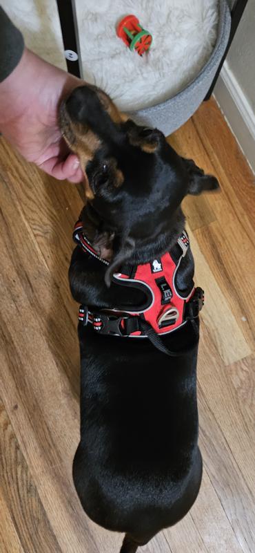 Size small on my 19 lb min pin mix