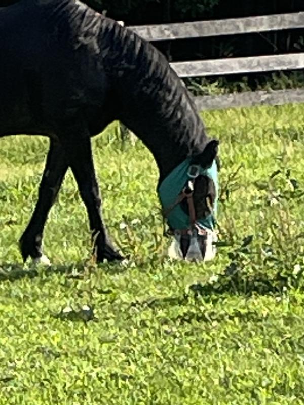 Sonny wearing his ThinLine grazing muzzle! Happy, cooler and light weight compared to all previous models!