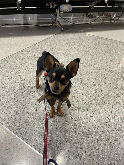 Roverlund Travel Airline-Approved Dog & Cat Carrier