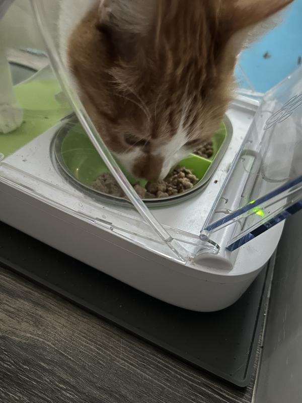 Fergus gobbled this food right up!