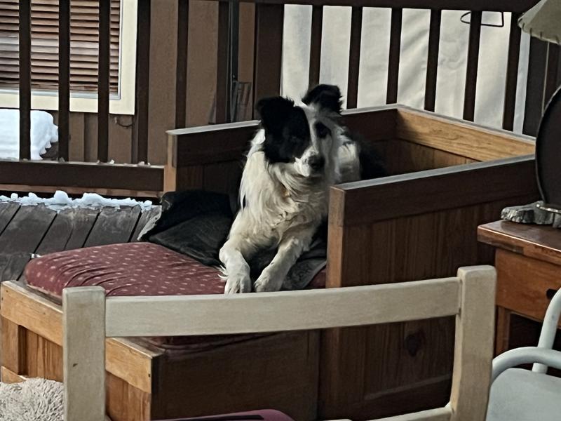 Oreo is a free spirit he is not owned by one person but by a whole community in the Sierra Nevada mountains in central California.