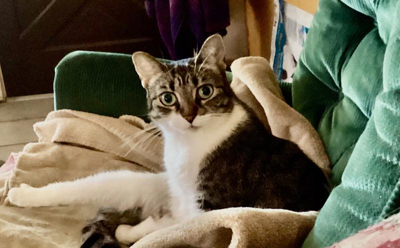 Bug eyes for American Journey