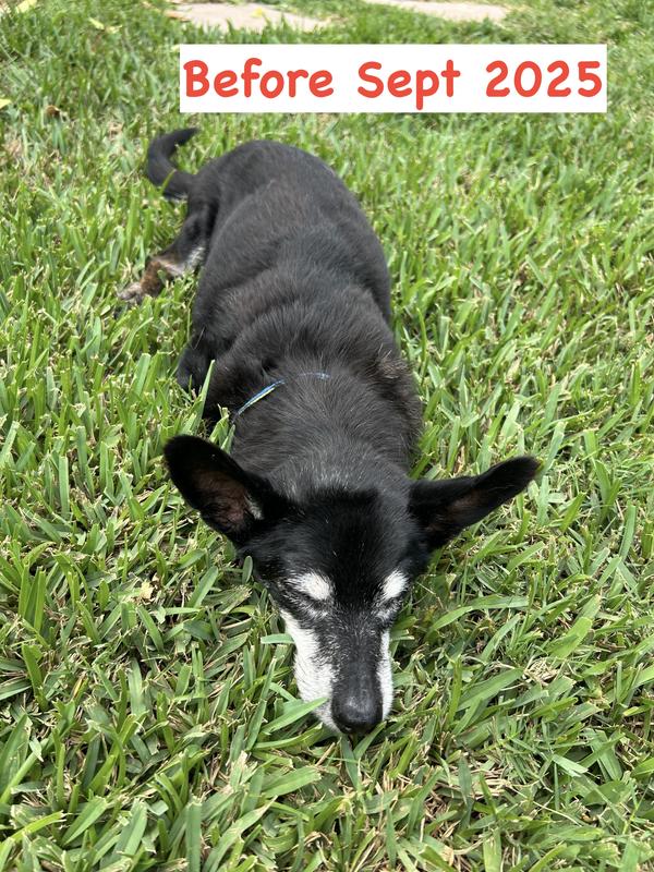 Before Supplement Sept 2025